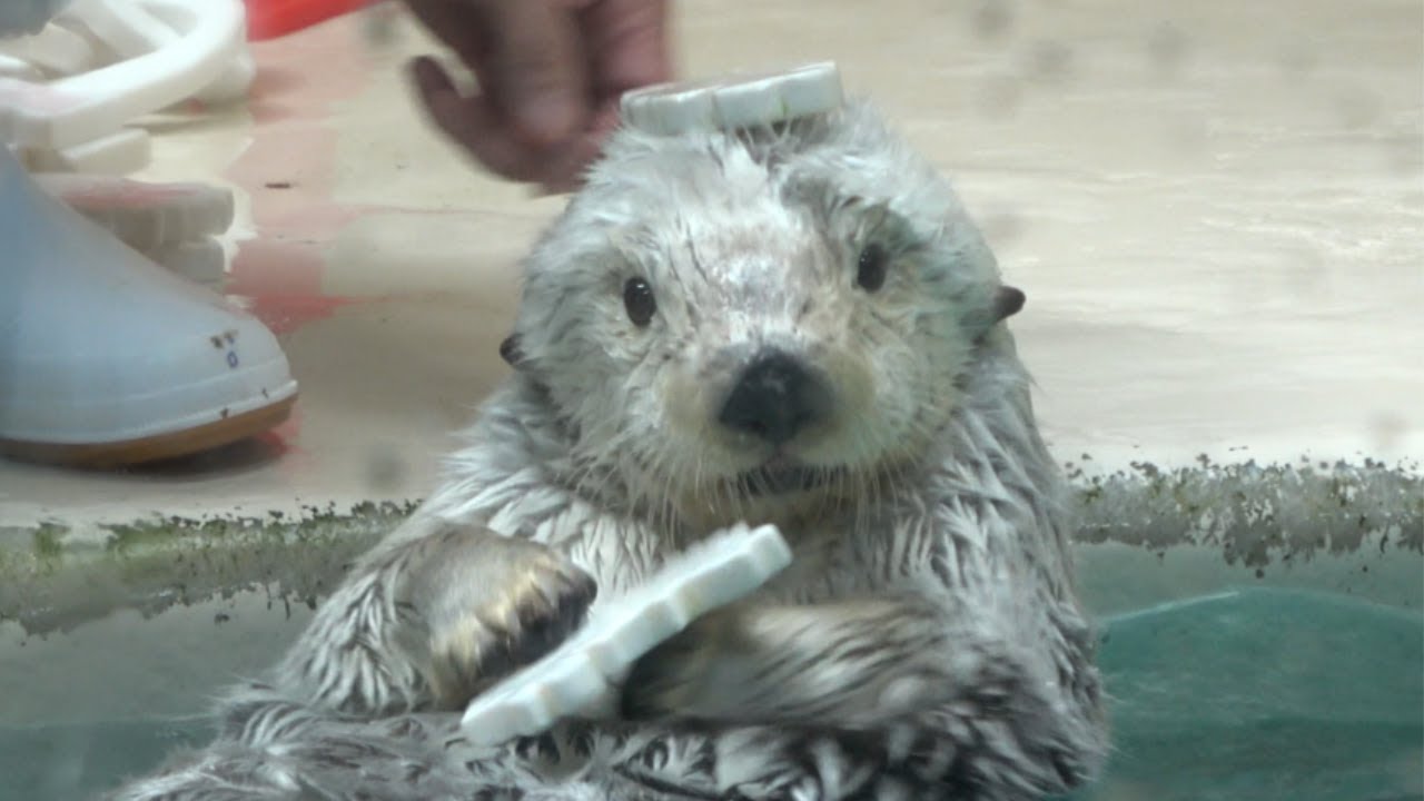 【ラッコ】メイちゃんの得意技あつめました I Sea otter 