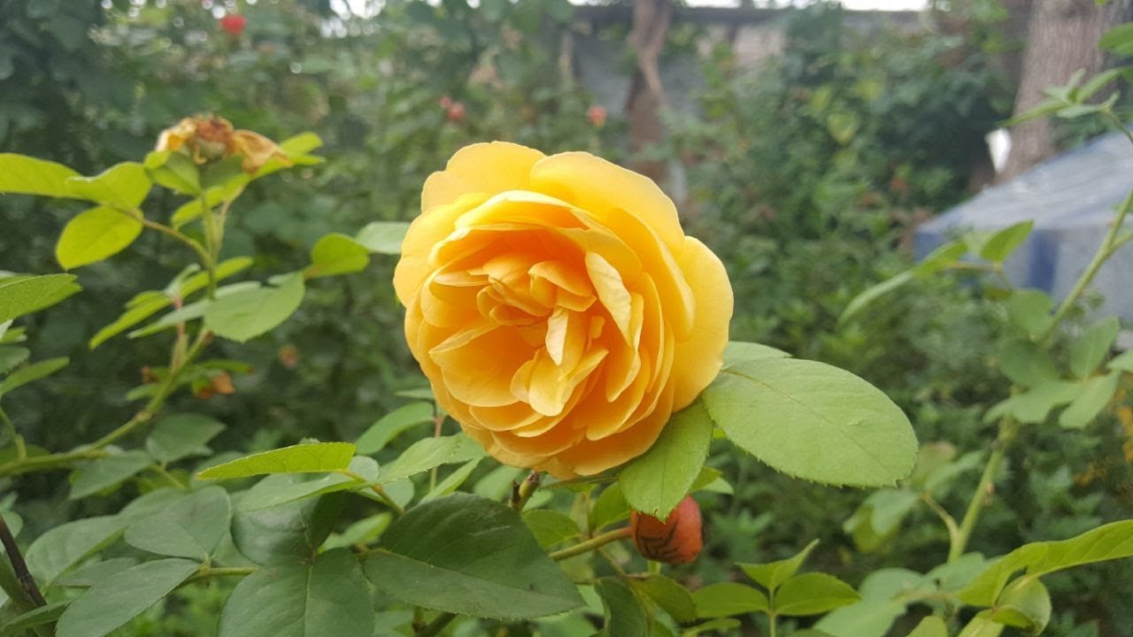 cuando y como plantar un rosal ???