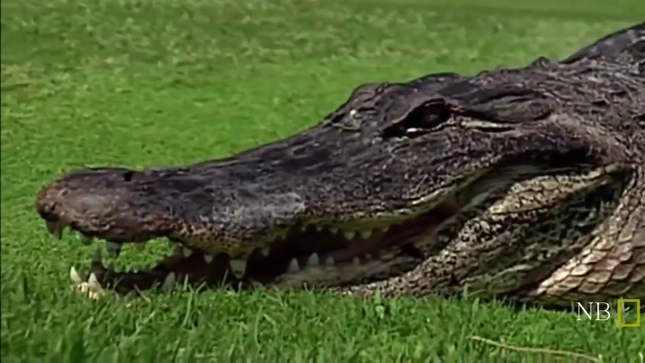 documentario animal crocodilo americano completo dublado