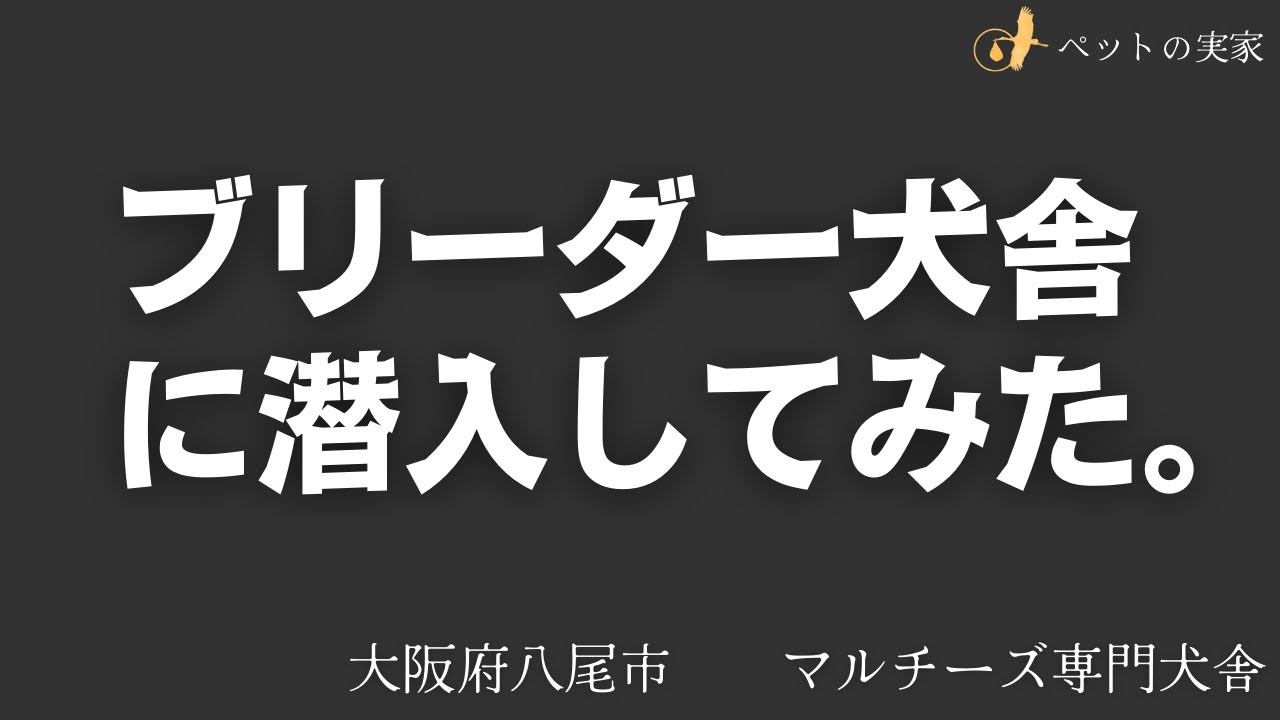 ブリーダーの裏側公開【マルチーズ専門犬舎】大阪府八尾市山本町 山田まゆみブリーダー