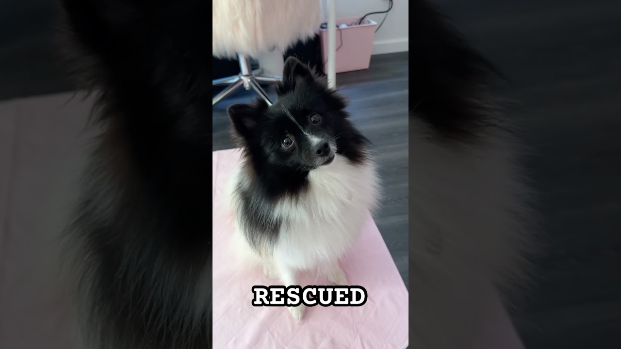 Познакомьтесь с моим щенком! #усыновлениеживотных