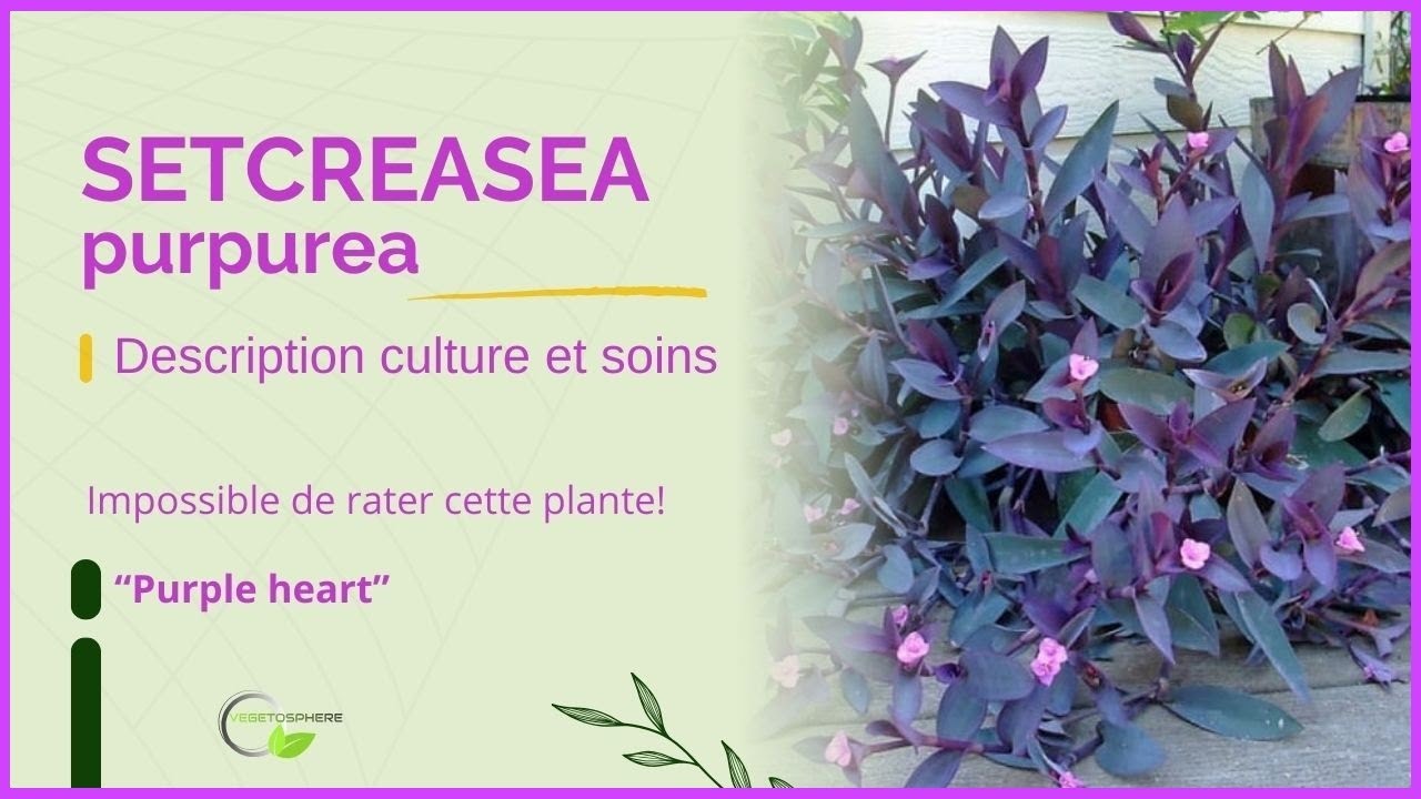 Mon cœur pourpre, Setcreasea #tradescantia #tradescantiazebrina #vegetosphere #flowers #garden