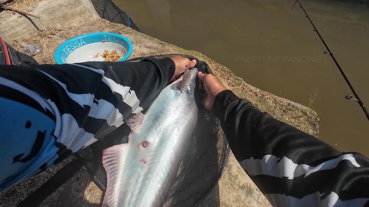 Mancing Borongan Ikan Patin Harga 3 Juta Umpan Pelet