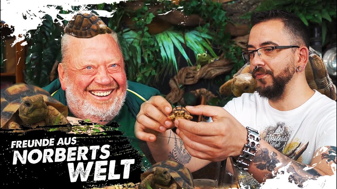 Was macht die ÄGYPTISCHE LANDSCHILDKRÖTE besonders? | FREUNDE AUS NORBERTS WELT | Zoo Zajac