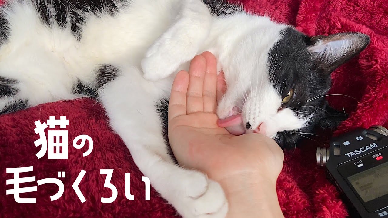 👅ASMR｜飼い主にグルーミングする猫のザリザリ音 #156