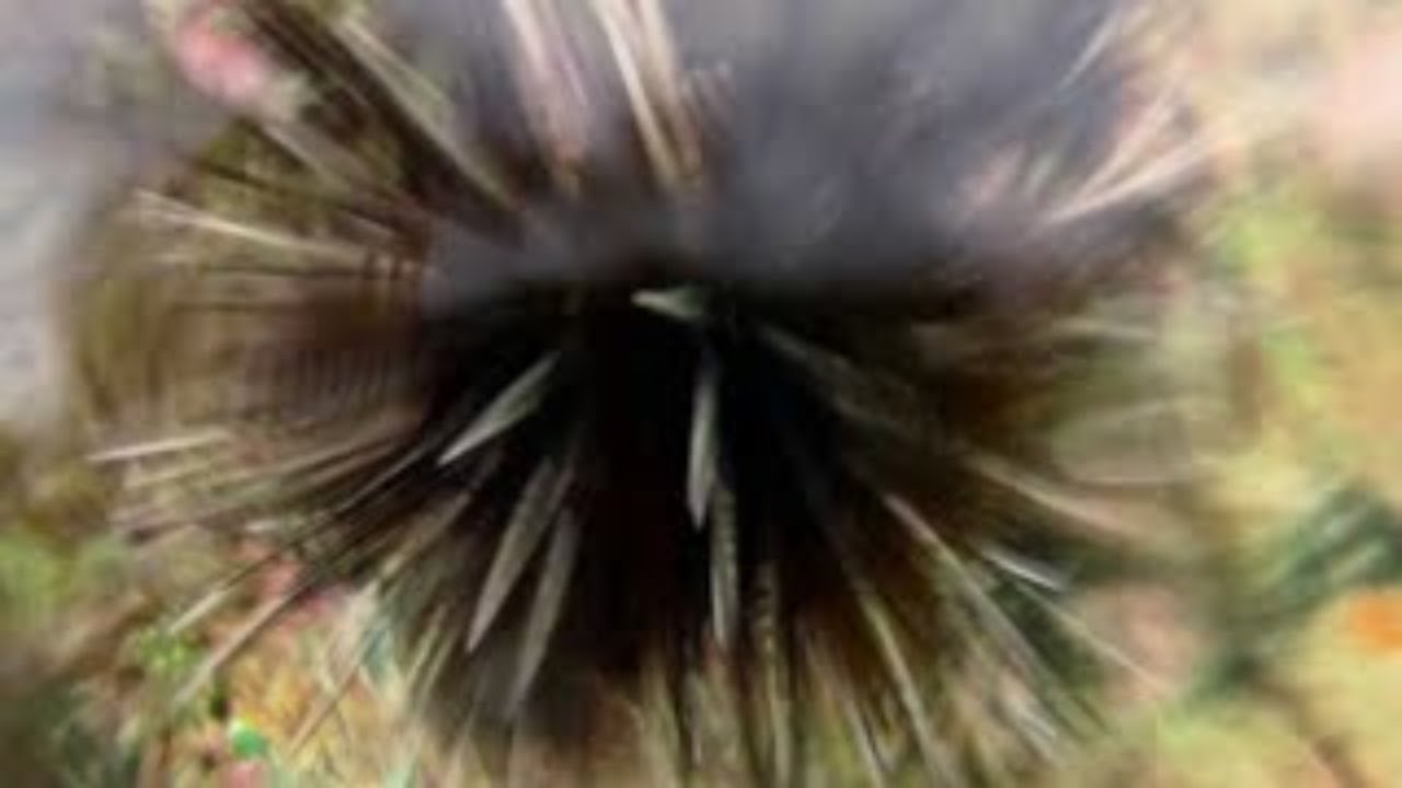 Discover the Secret Life of Helmet Urchins! 