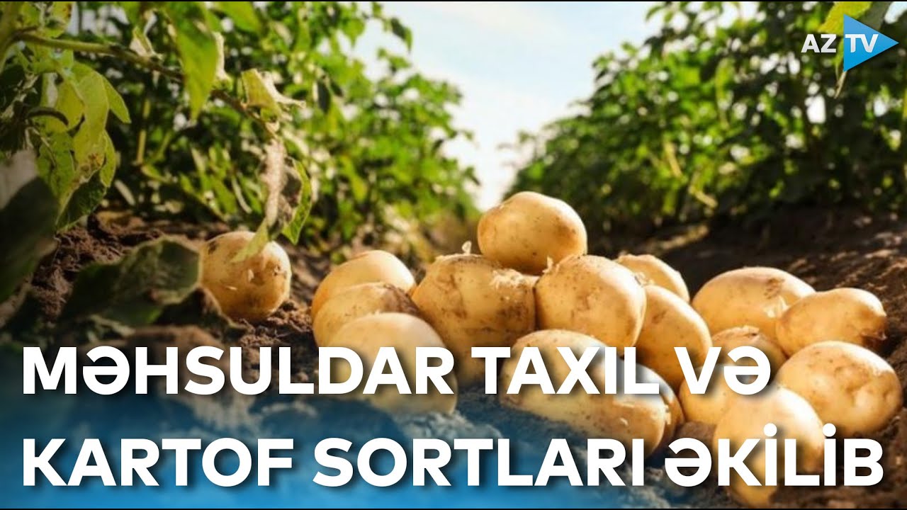 Məhsuldar taxıl və kartof sortları əkilib