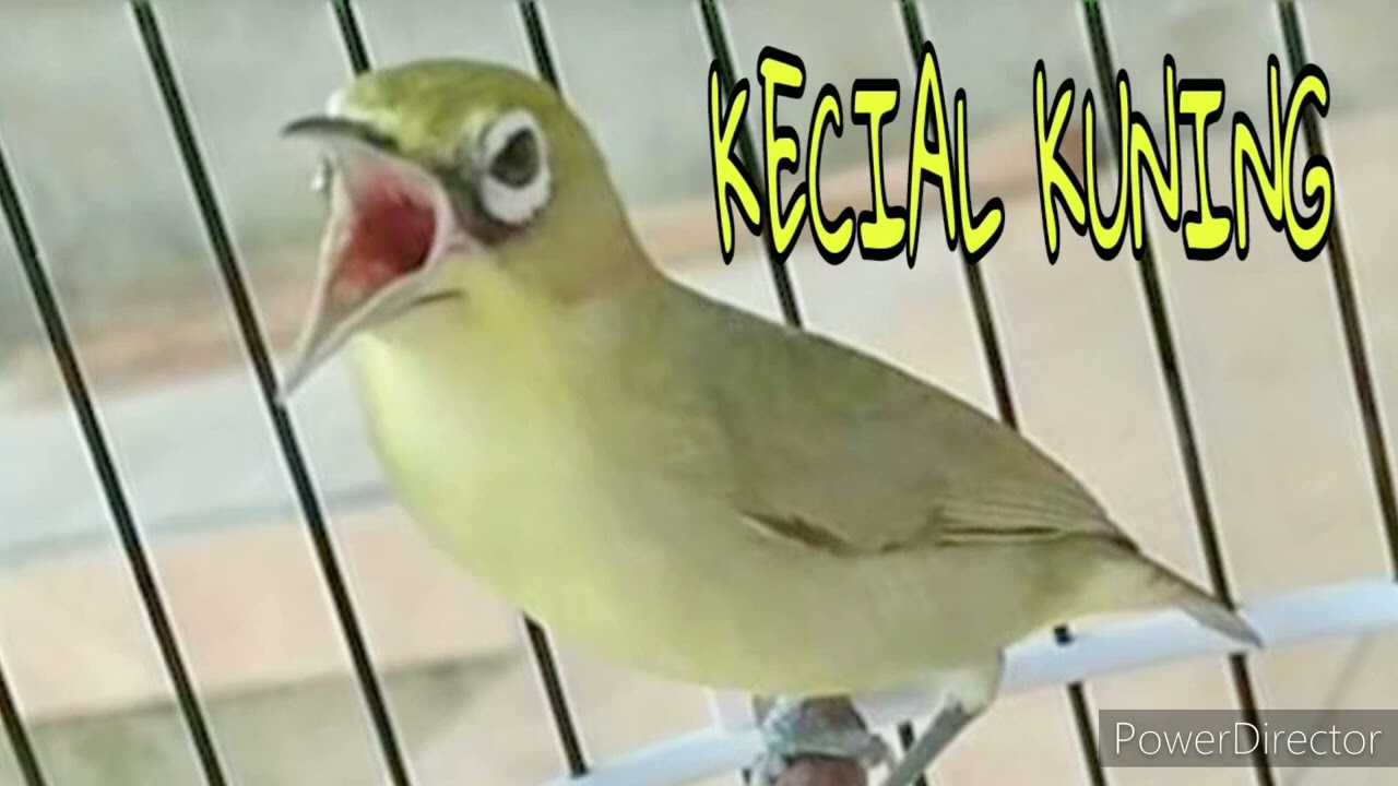 MP3 Masteran dengan lima suara Kecial yang berbeda ‼️ Tv KEDITIjin