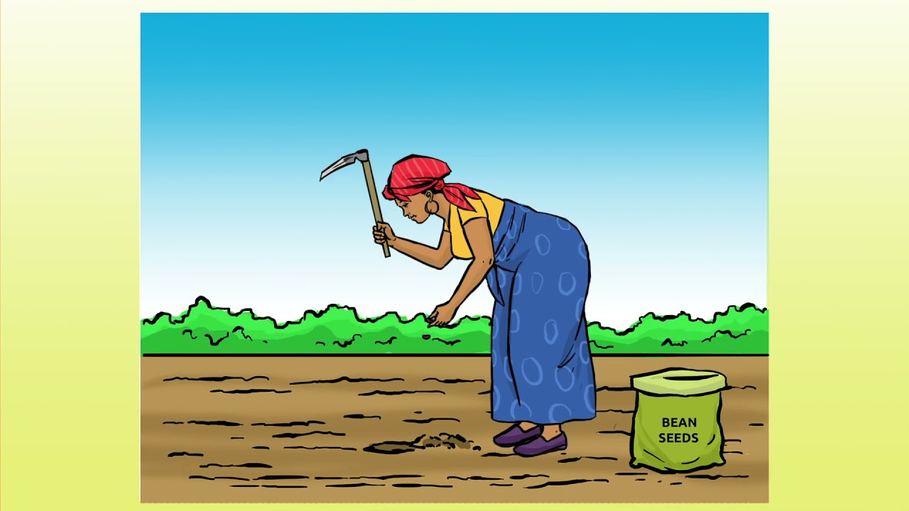Common Beans: Land Preparation, Spacing and Planting