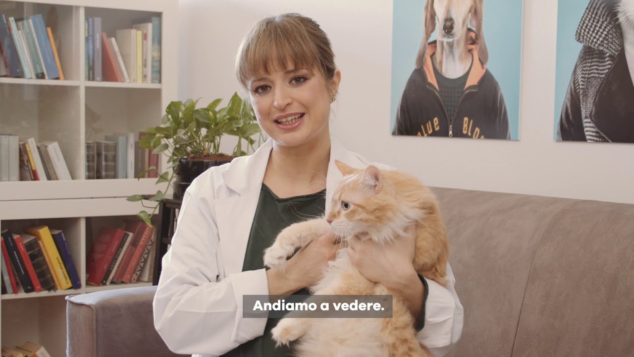 Come controllare le pulci al gatto