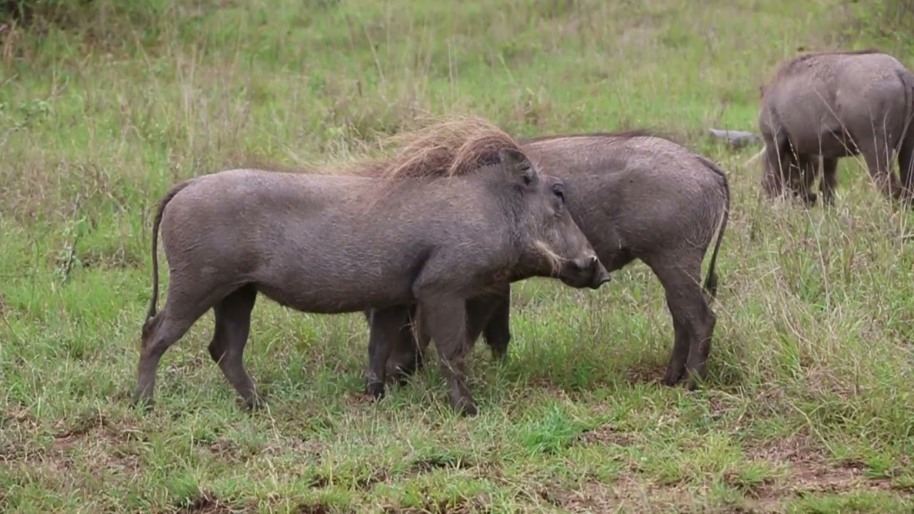 Warthog Facts