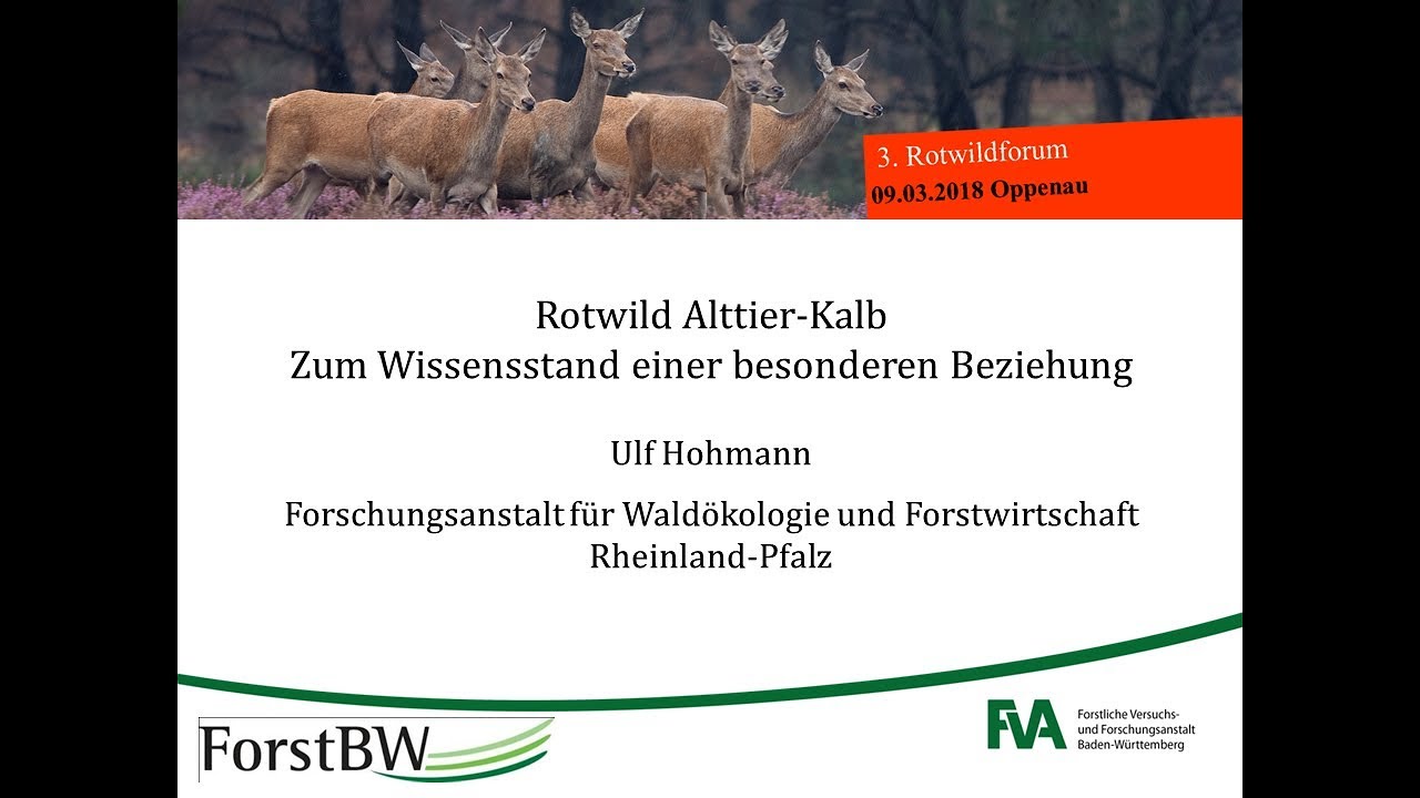 Rotwild Alttier/Kalb - Zum Wissensstand einer besonderen Beziehung - Dr. Ulf Hohmann (FAWF)