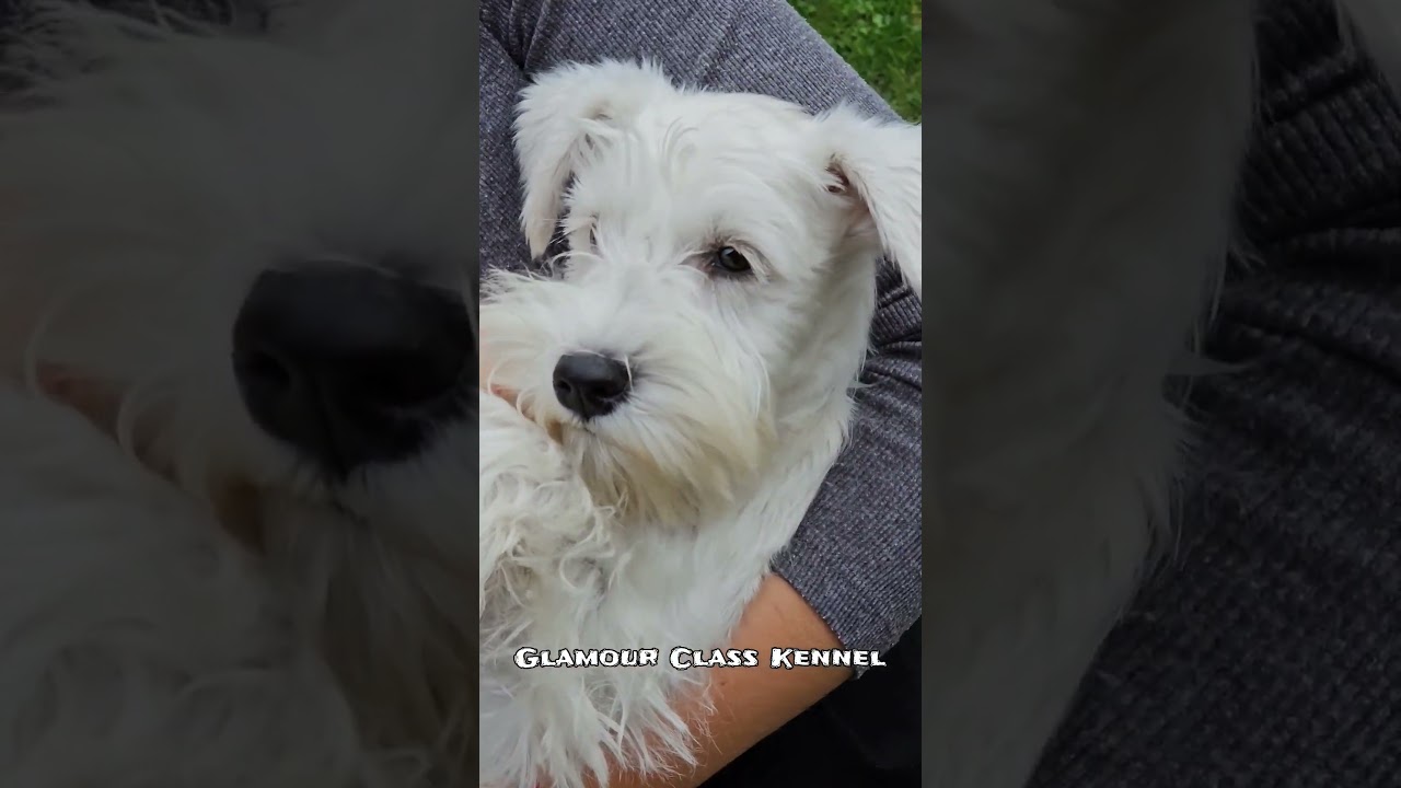 White Schnauzer 🐾🤍