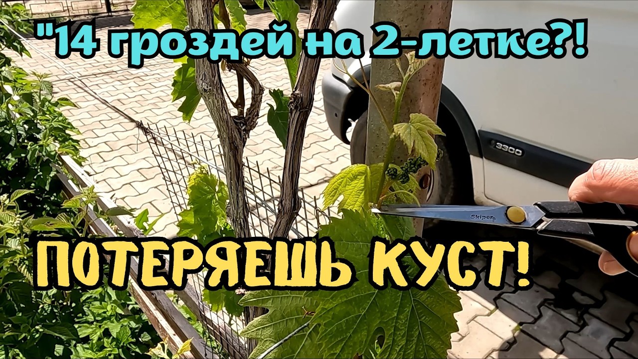 Перегруз винограда: зачем вы губите кусты? Важный совет для начинающих виноградарей!