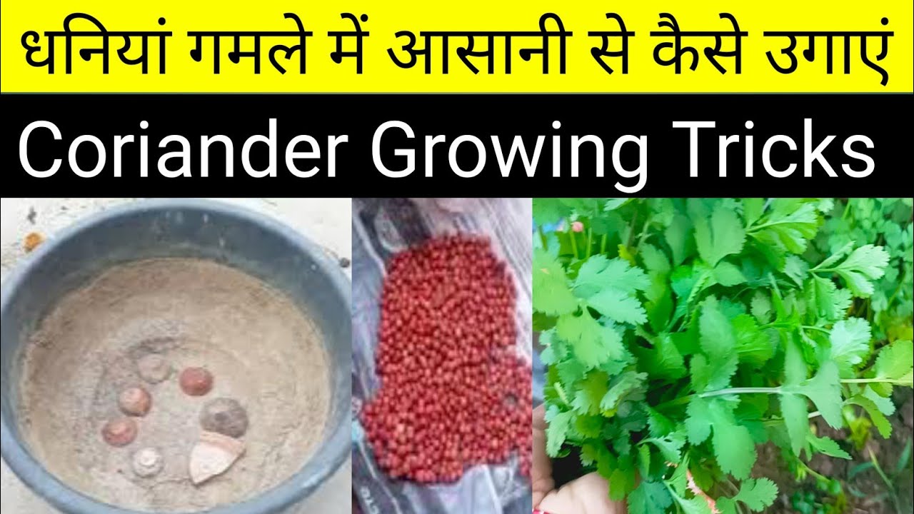 हरा धनियां गर्मी के लिए गमले में कैसे उगाएं/धनियां गमले में बिनाखाद के उगाएं/Grow coriander in a pot