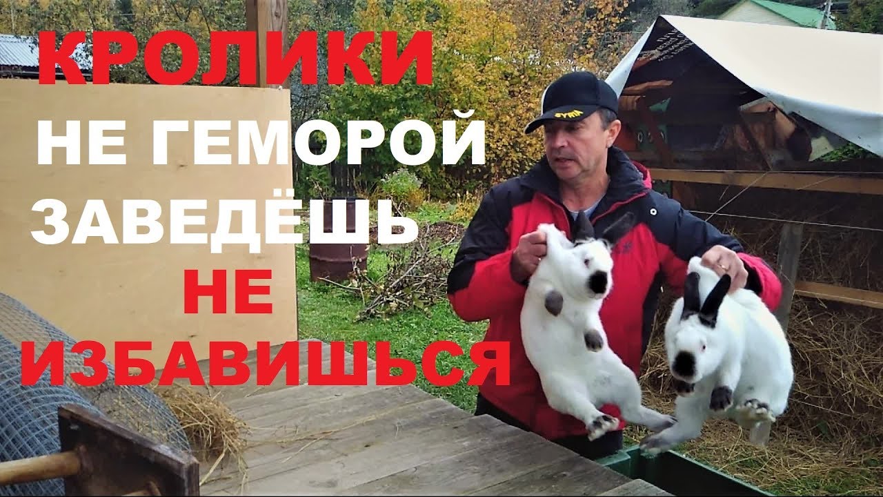 Разведение КРОЛИКОВ с чего начать % ЛИЧНЫЙ ОПЫТ