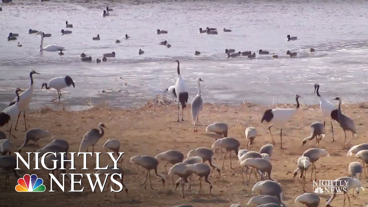 The Fight To Save Endangered Cranes In Korea&rsquo;s Demilitarized Zone | NBC Nightly News