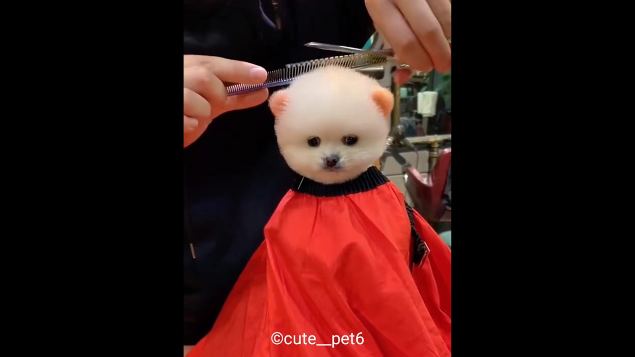 cute puppy hair cutting short video 