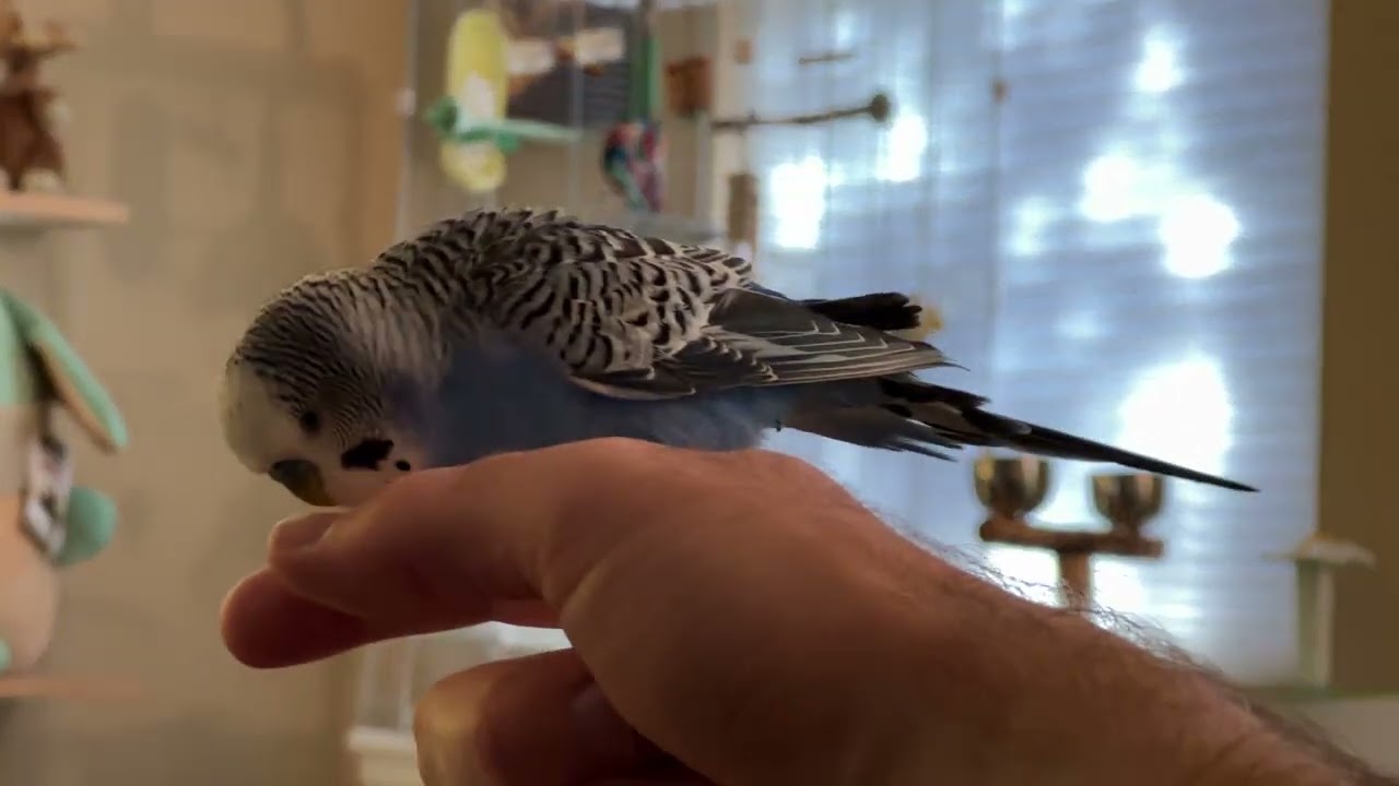 Budgie flies to my finger on command