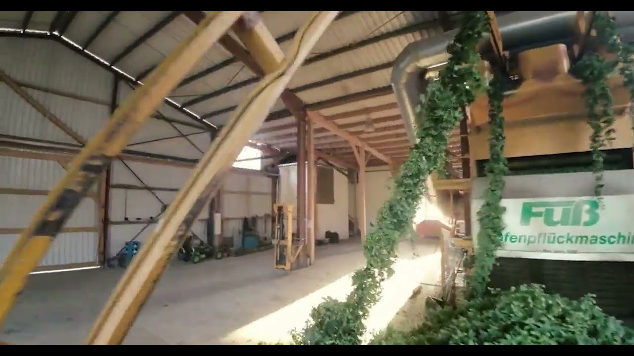 Hopfenernte 2k23