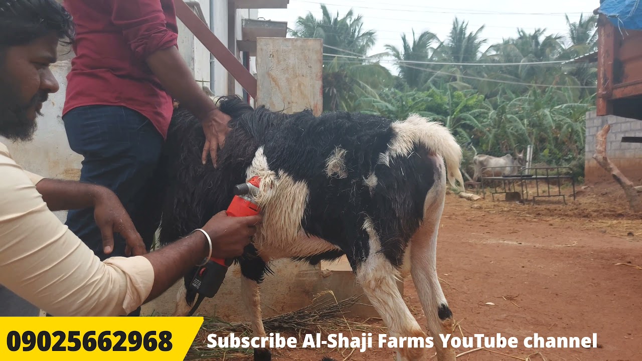 Heavy size sheep Half Hair cut| Singam Hair Cut| பெரிய கிடாக்களுக்கு சிங்கதோரணையில் முடிவெட்டுதல்