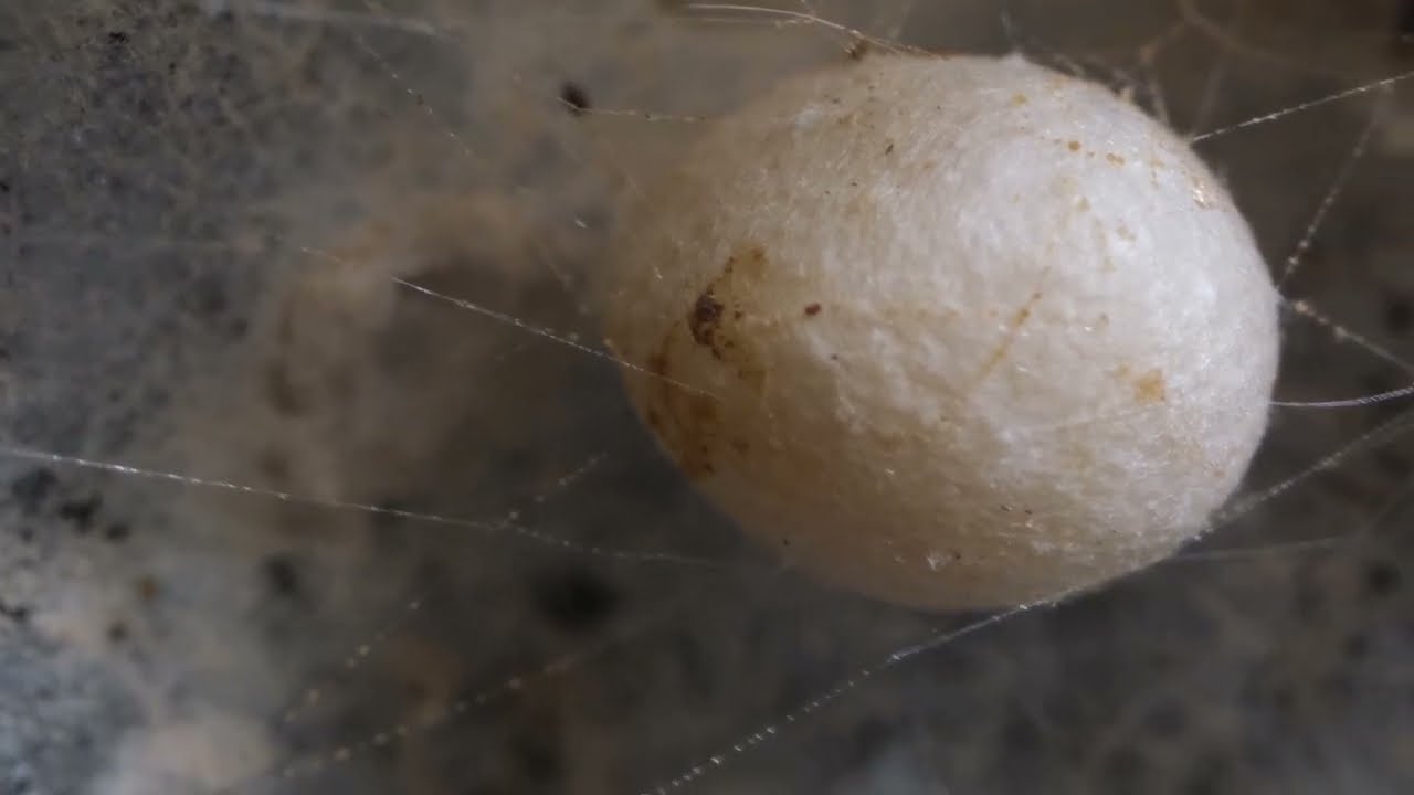 Inside a White widow spider nest