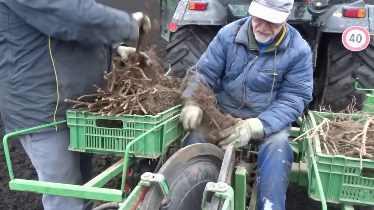 Johannisbeeren pflanzen bei Aronia Swiss