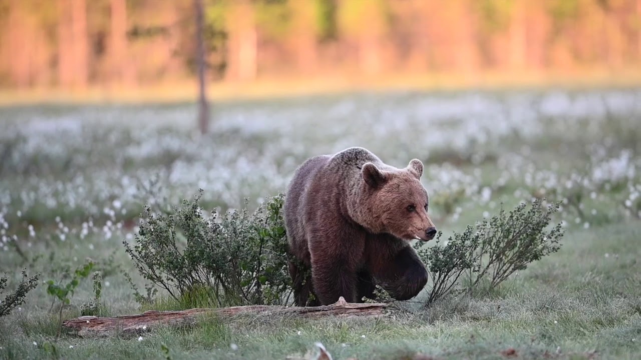 FINLAND Wildlife Photography Hides
