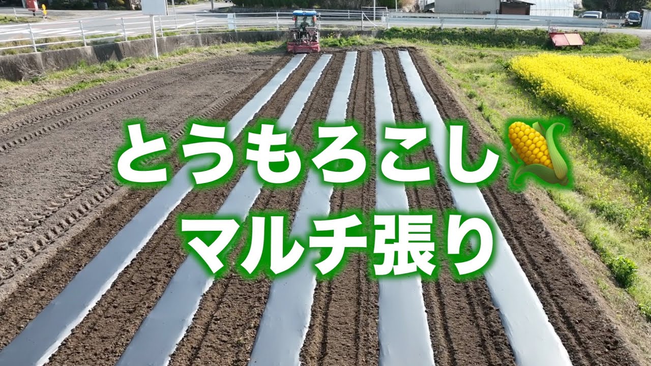 とうもろこし圃場準備と定植！夏ネギも定植22/4/20#1351