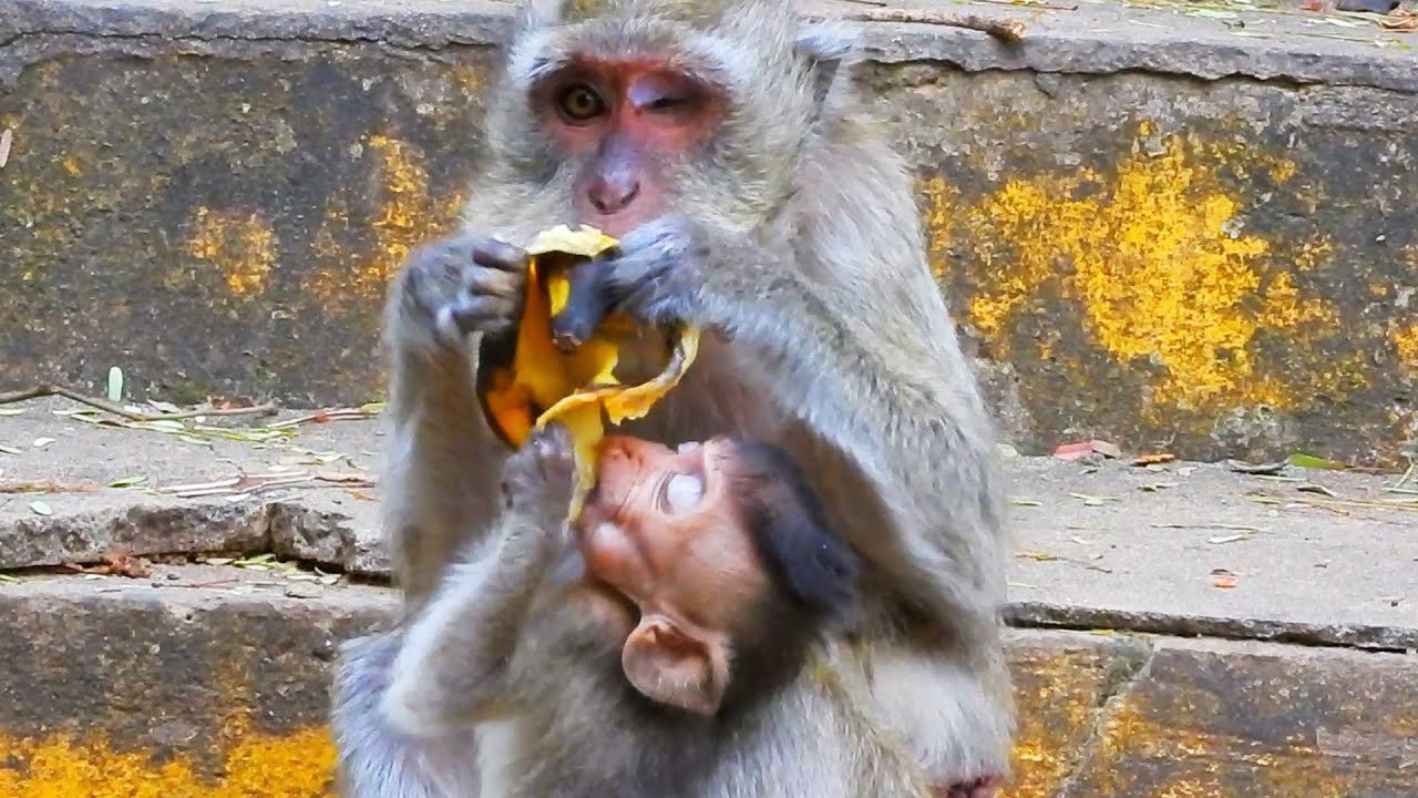 Poorest appetite blind Vigo !! Look real hungry baby Vigo trying to grab banana cell with her mom