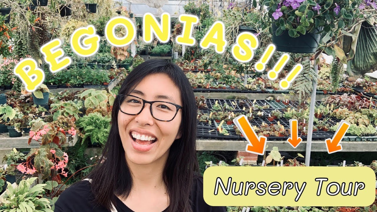 BEGONIAS GALORE | NURSERY TOUR