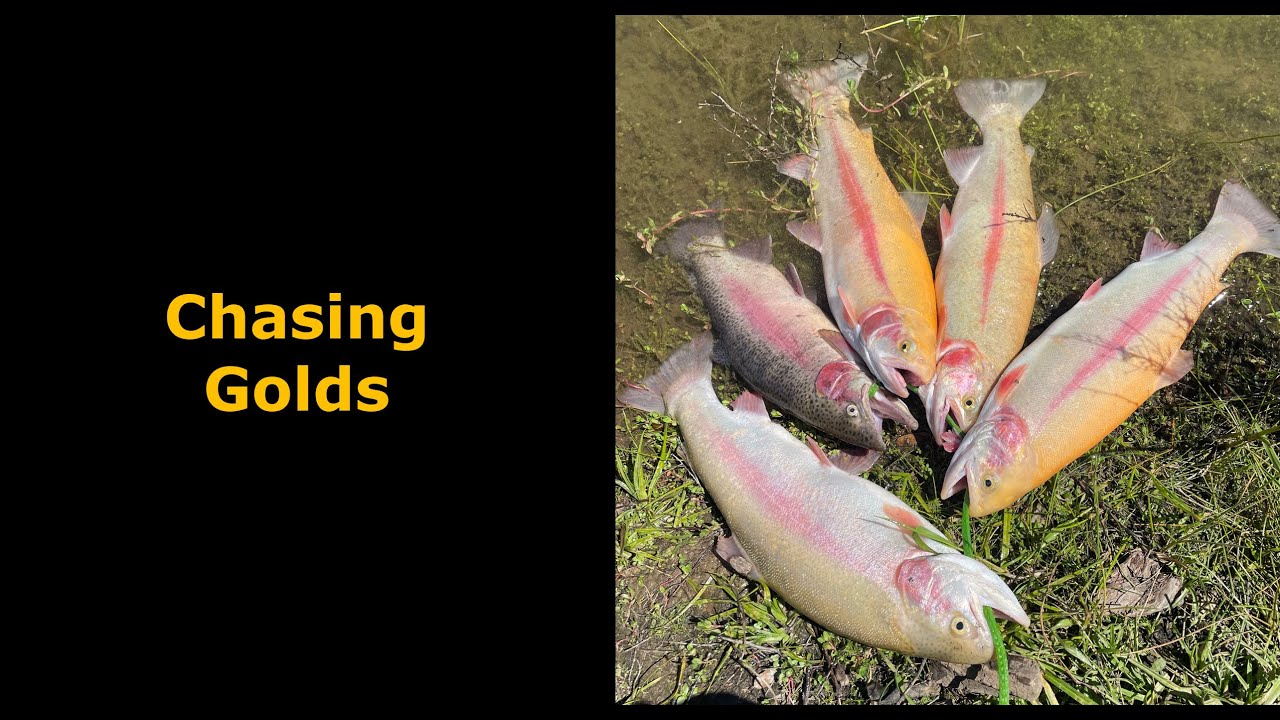Lake Amador Chasing AmaGolds