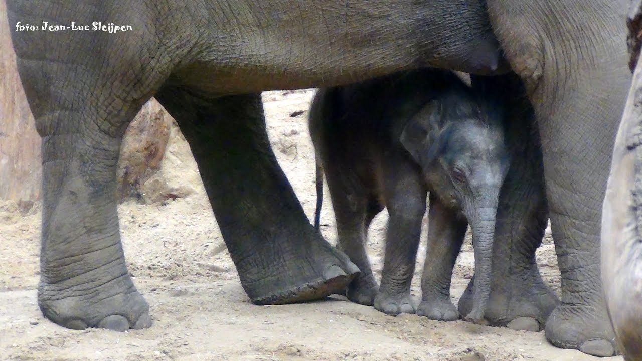 Dierenpark Amersfoort - cute newborn elephant