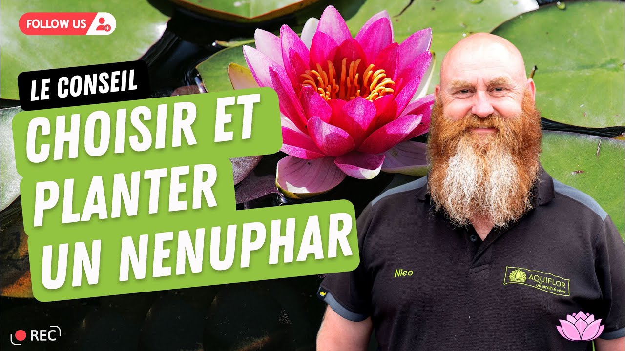 N°18 - Comment choisir un nénuphar pour mon bassin? Quand faut-il planter un nénuphar dans un étang?