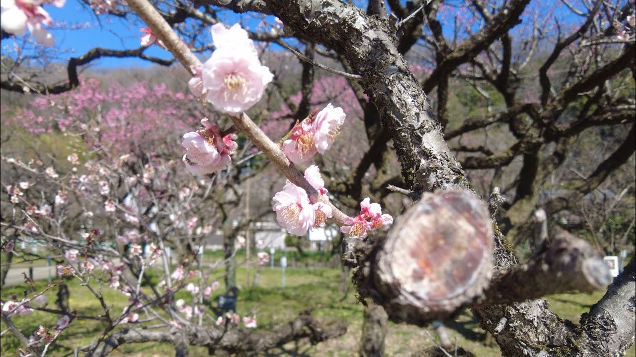 岐阜県梅林公園梅まつり