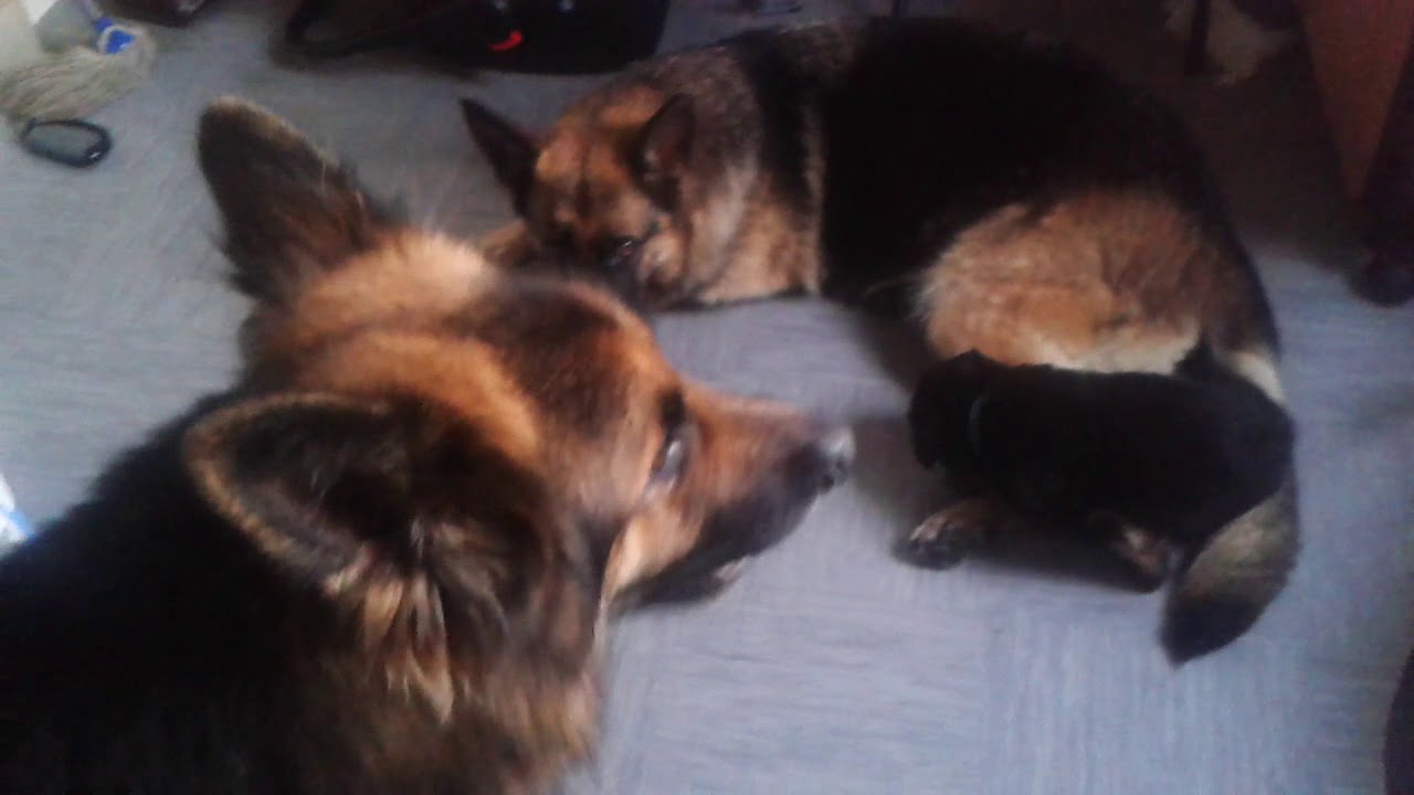 German shepherd mom teaching pup bite inhibition