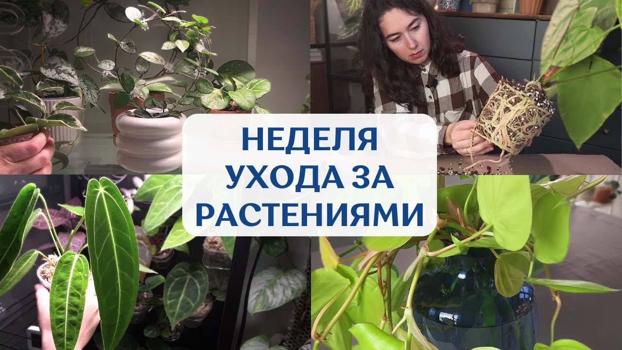 Еженедельный УХОД | составляю ГРУНТ, пересаживаю, ПОЛИВАЮ и черенкую РАСТЕНИЯ | большой ВЛОГ