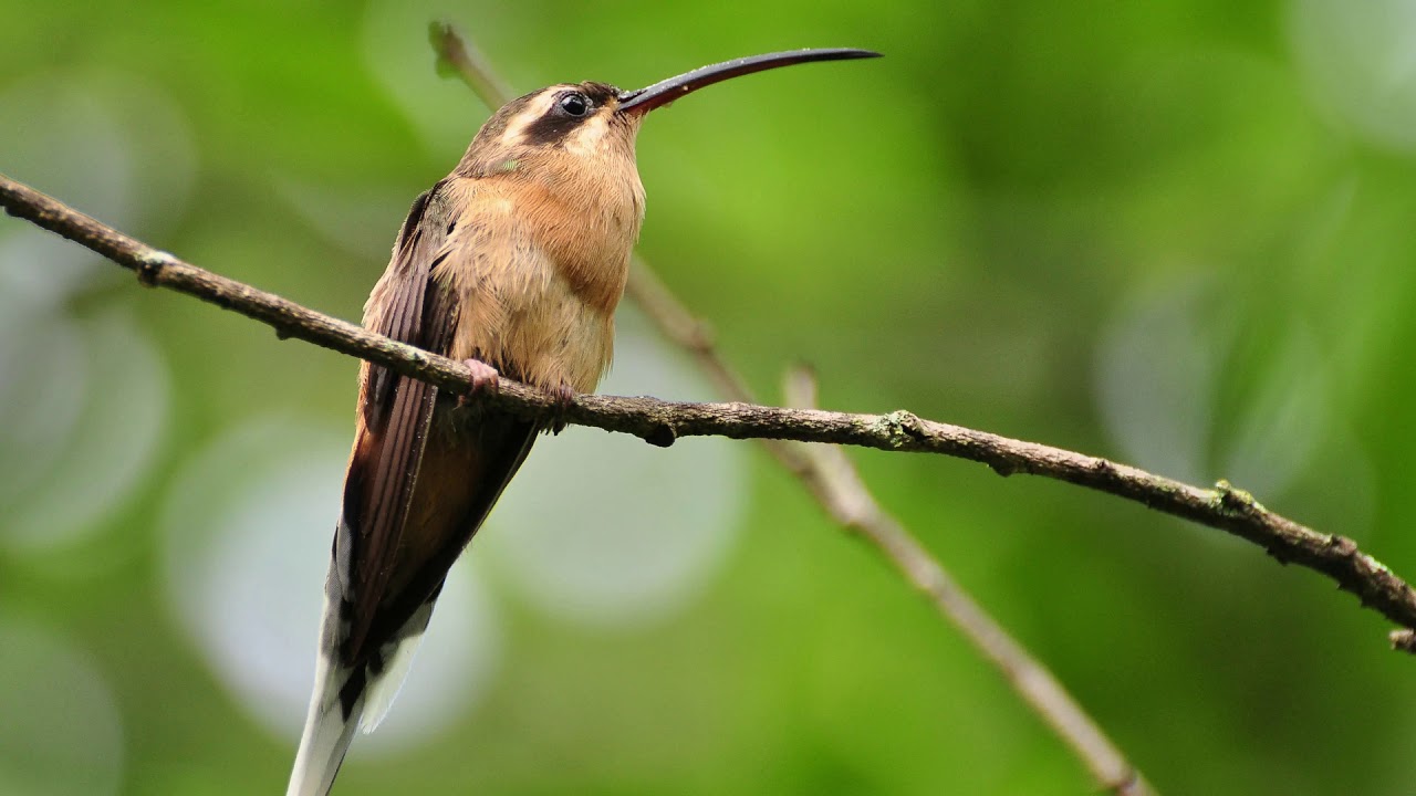 Canto do Beija-flor rabo-branco-acanelado