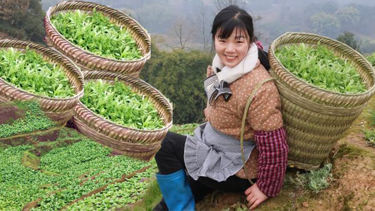 野菜致富價值翻倍，春節來澗陵榨菜田裡免費採7天，自給自足歡迎大家來做客！ 【燕麥行遊】
