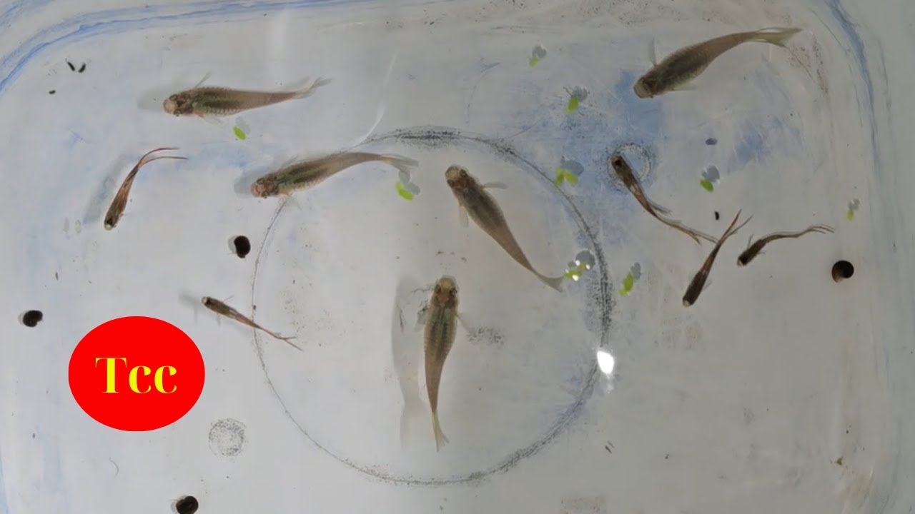 Bận Việc Bỏ Hồ Cá 7 Màu Dơ Quá