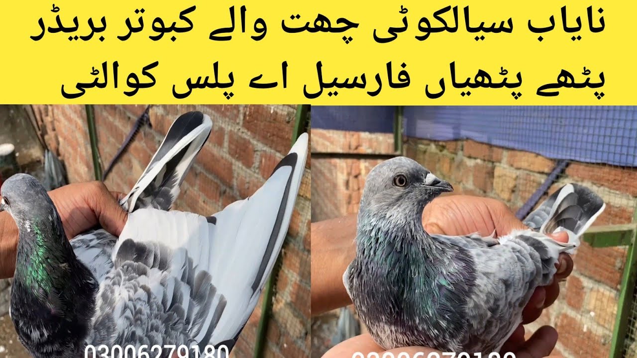پیود سیالکوٹی چھت والے بریڈرپٹھے پٹیھاں فارسیل۔ chat walay kabootar