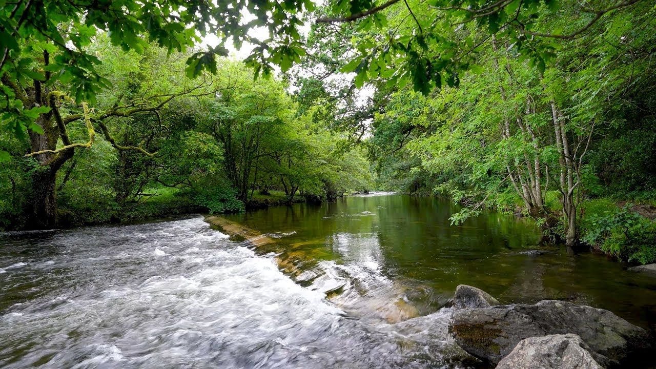 Ambient River in the Woods | ASMR Nature for Focus & Calm