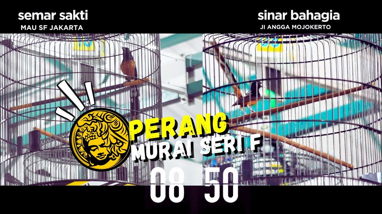 DUEL MURAI SERI F😱Murai Semar Sakti VS Sinar Abadi di Gantangan Prasasti