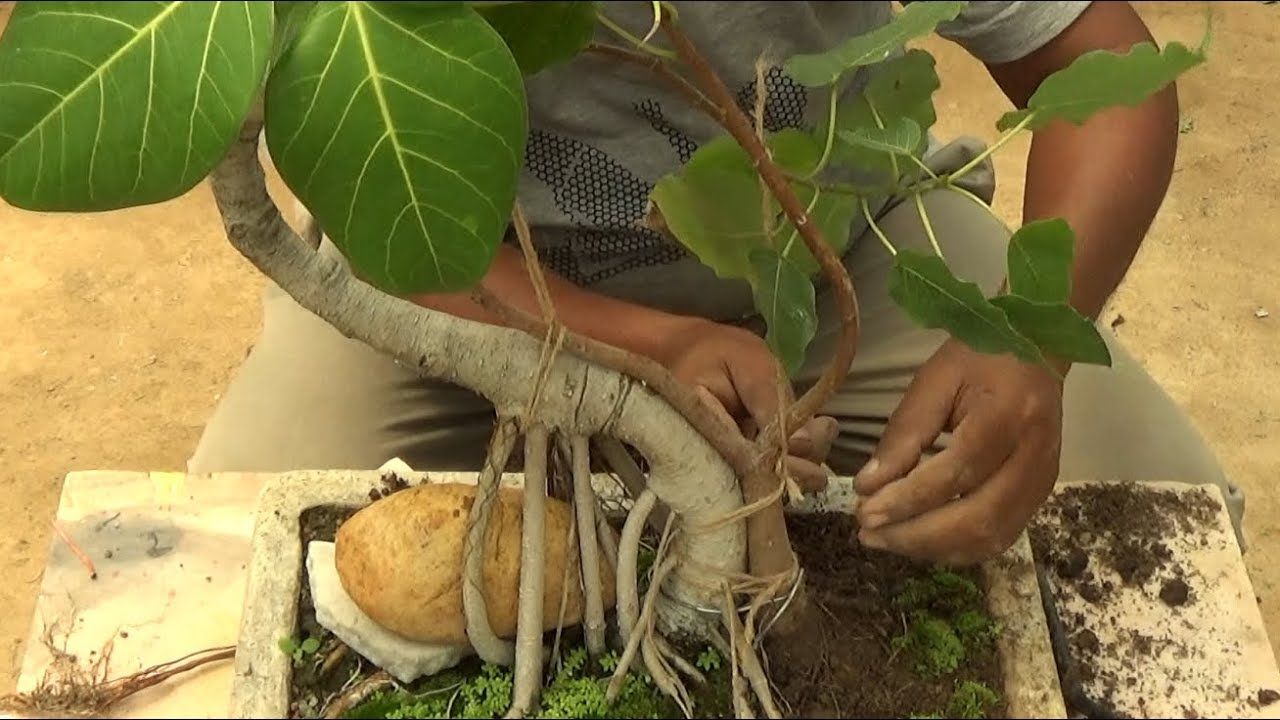 How to do Bonsai with design (banyan-4) /ডিজাইন সহ বনসাই (With English Subtitle)