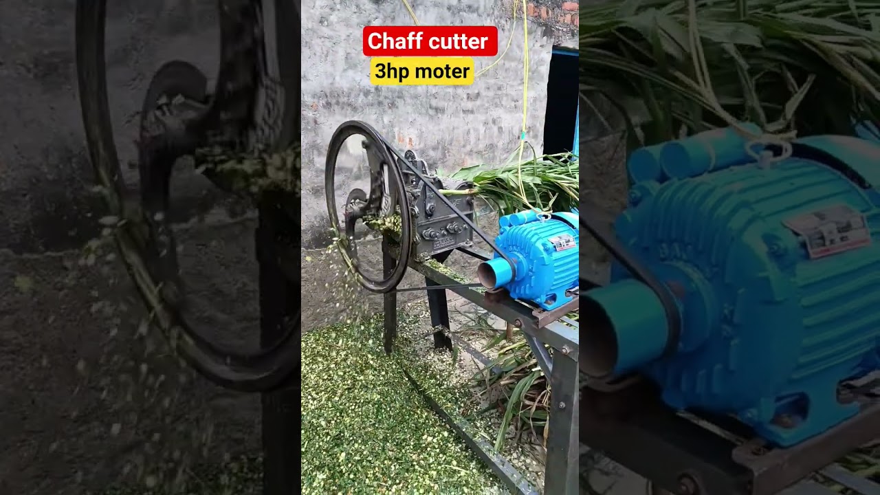 chaff cutter machine #cow #dairyherd #dairyfarm #farming