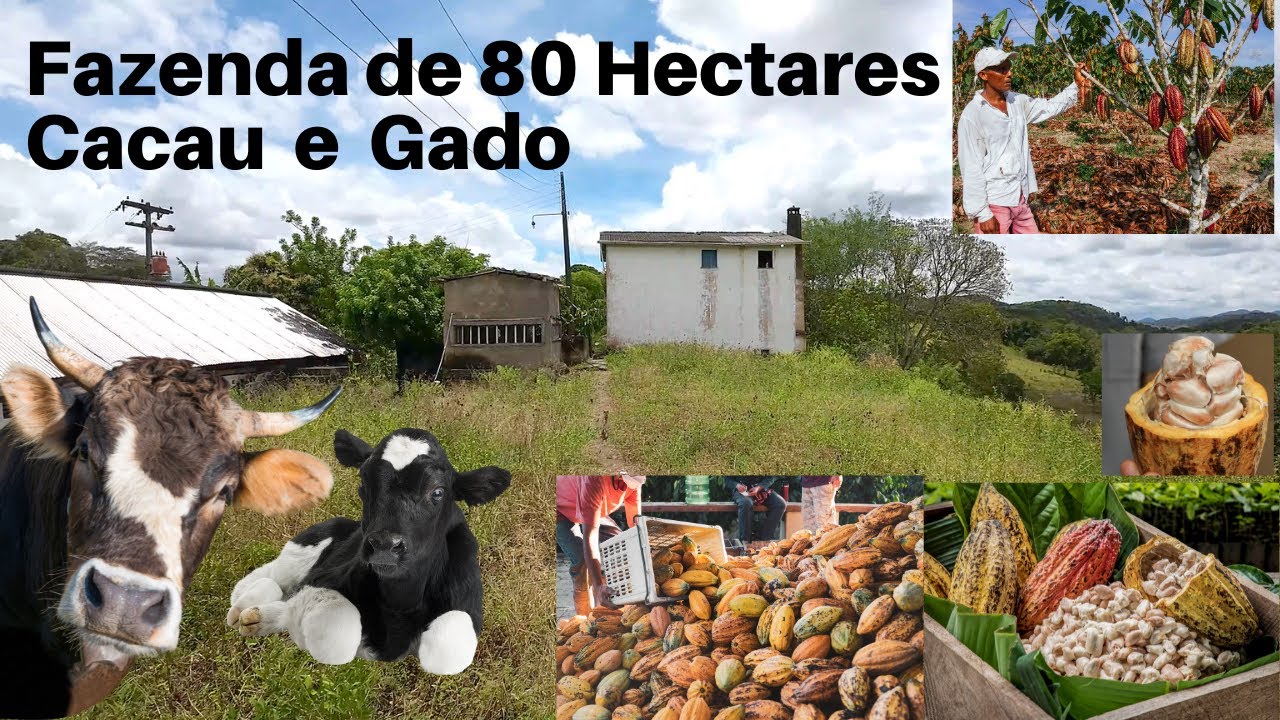 Fazenda 80 Hectares, BR 101 Gado e Cacau. R$ 1.500.000,