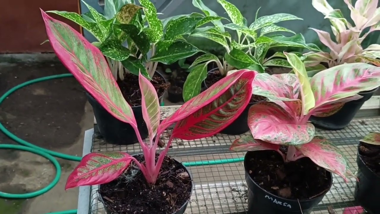Aglonema New Big Mama, Rubi Kompakta, Diana