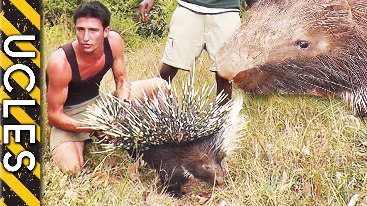 Porcupine Caught Barehanded and Relocated - Ucles vs Africa