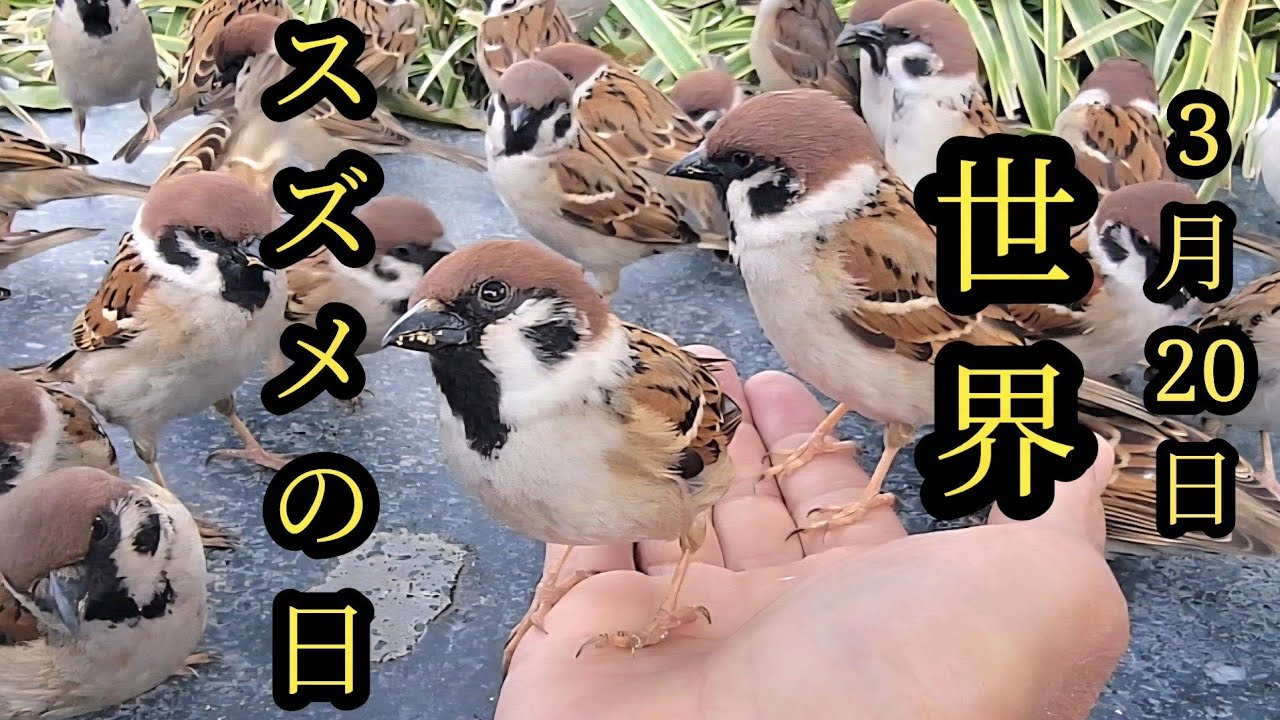 世界スズメの日　【すずめ日記】