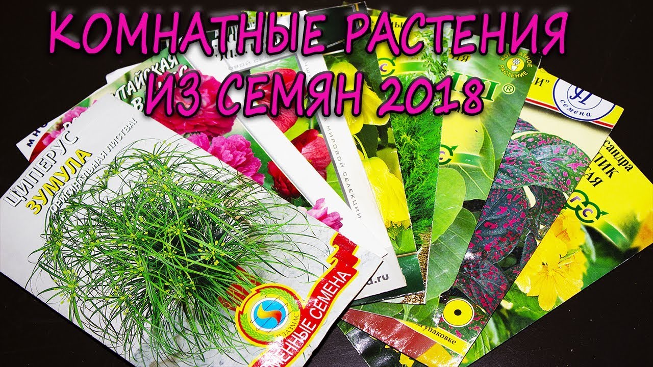 Комнатные растения из семян 2018. [Надежда и мир]
